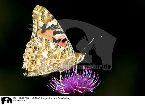 Distelfalter / Painted Lady / HJ-02298