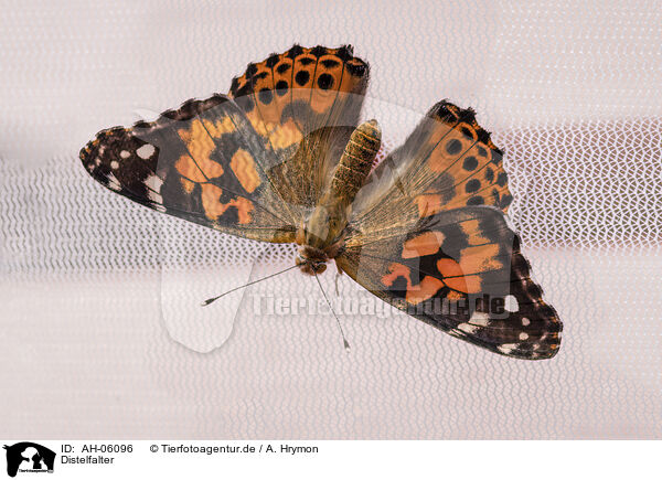 Distelfalter / painted lady / AH-06096