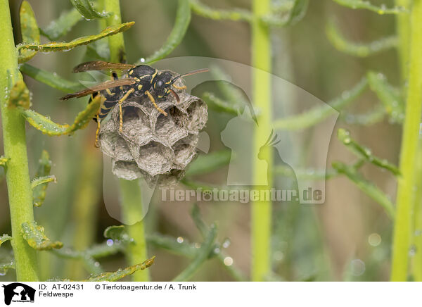 Feldwespe / paper wasp / AT-02431