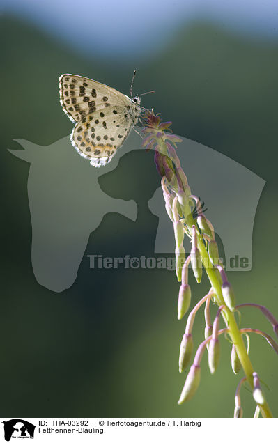 Fetthennen-Bluling / butterfly / THA-03292
