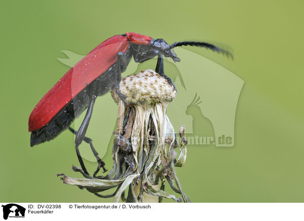 Feuerkfer / fire-coloured beetle / DV-02398