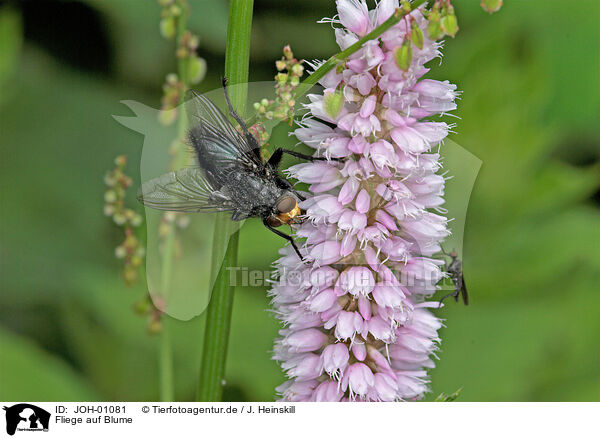 Fliege auf Blume / JOH-01081