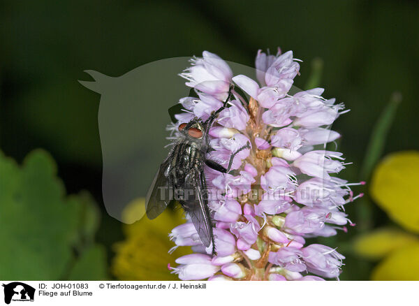 Fliege auf Blume / JOH-01083