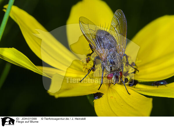 Fliege auf Blume / fly / JOH-01088