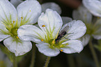 Fliege auf Blume