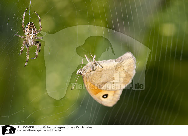 Garten-Kreuzspinne mit Beute / WS-03988