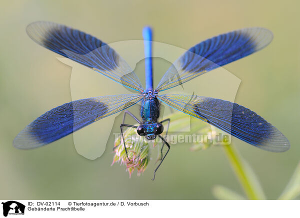 Gebnderte Prachtlibelle / banded demoiselle / DV-02114