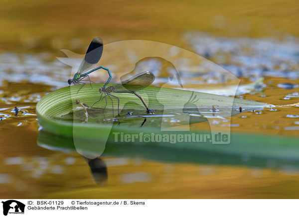 Gebnderte Prachtlibellen / banded demoiselles / BSK-01129