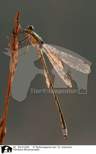 Gemeine Binsenjungfer / dragonfly / DV-01248