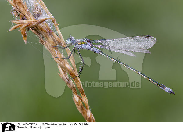 Gemeine Binsenjungfer / emerald damselfly / WS-05284