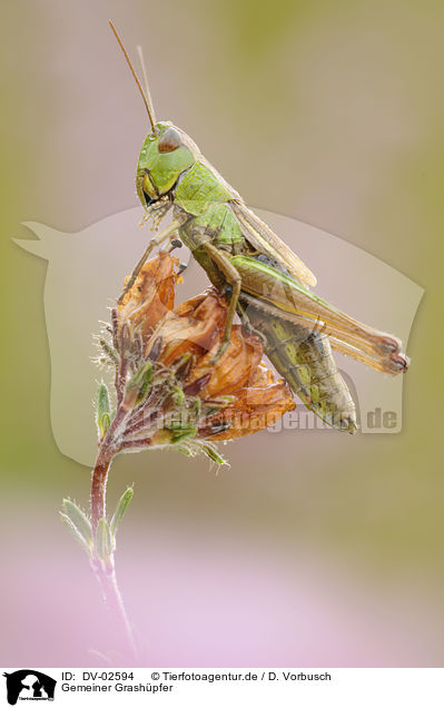 Gemeiner Grashpfer / grasshopper / DV-02594