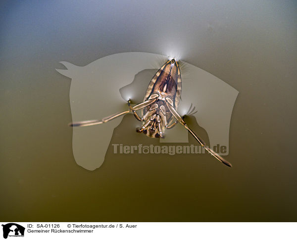 Gemeiner Rckenschwimmer / Common Backswimmer / SA-01126