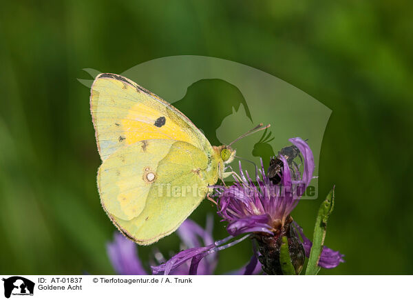 Goldene Acht / pale clouded yellow / AT-01837