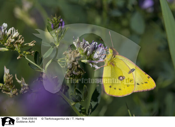 Goldene Acht / pale clouded yellow / THA-05616