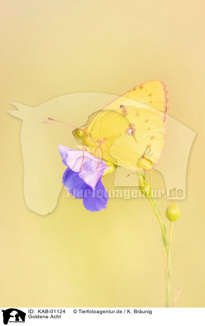 Goldene Acht / pale clouded yellow / KAB-01124