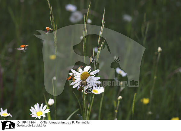 Goldstaub-Laubkfer / Gold dust leaf beetles / FF-11804