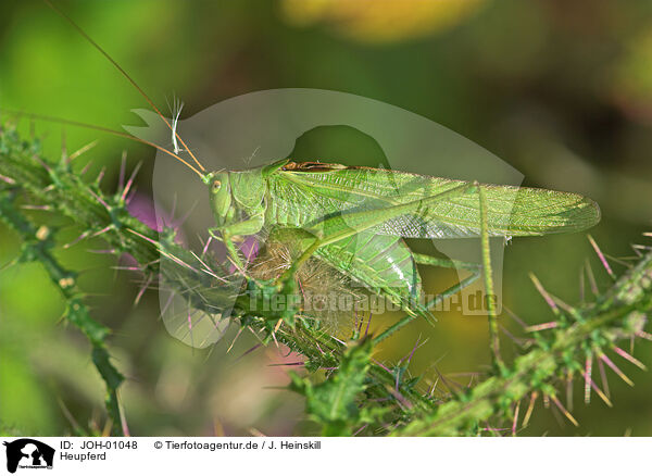 Heupferd / bush-cricket / JOH-01048