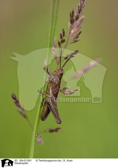 Grashpfer / grasshopper / SA-01381