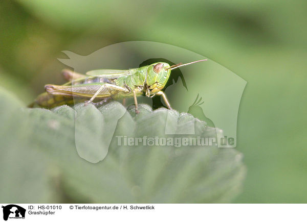Grashpfer / grasshopper / HS-01010
