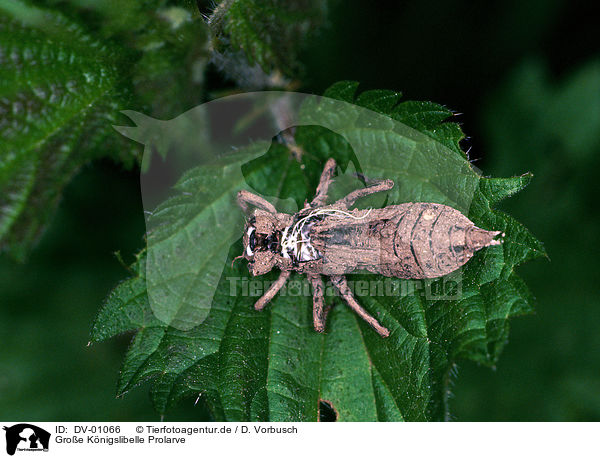 Groe Knigslibelle Prolarve / emporer dragonfly larva / DV-01066