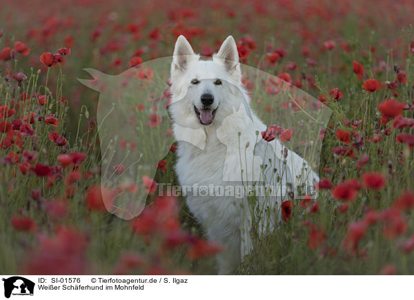 Weier Schferhund im Mohnfeld / White Shepherd in the poppy field / SI-01576