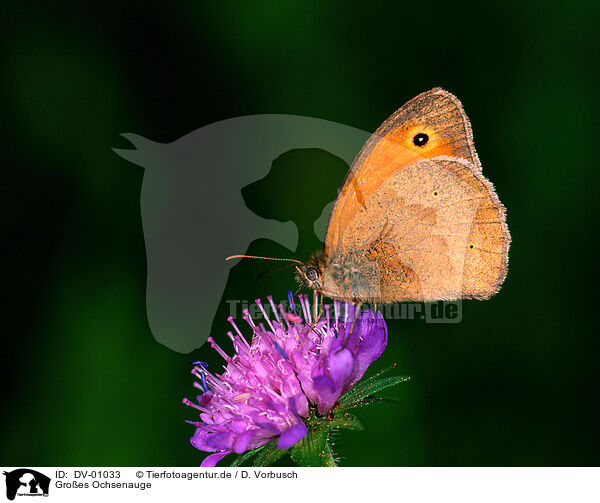 Groes Ochsenauge / meadow brown / DV-01033