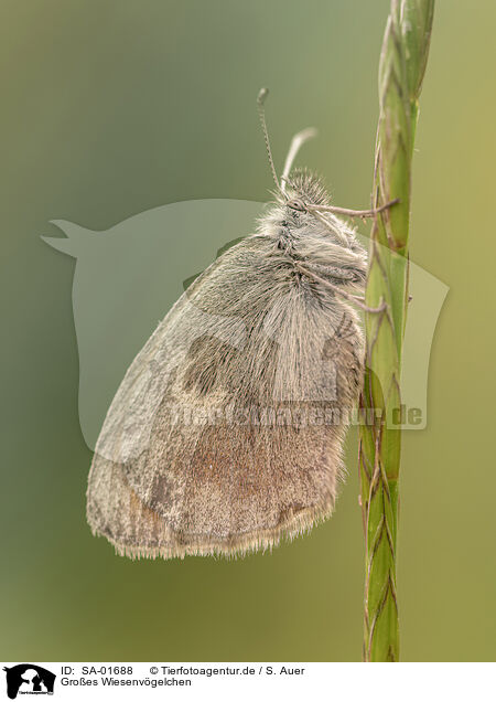 Groes Wiesenvgelchen / great heath butterfly / SA-01688