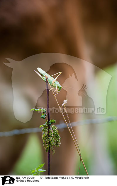 Grnes Heupferd / green bush cricket / AM-02981