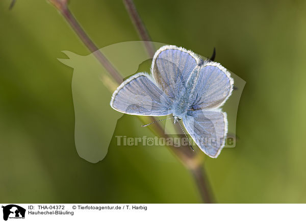 Hauhechel-Bluling / THA-04372