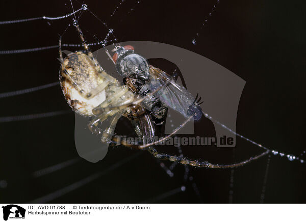Herbstspinne mit Beutetier / spider with prey / AVD-01788