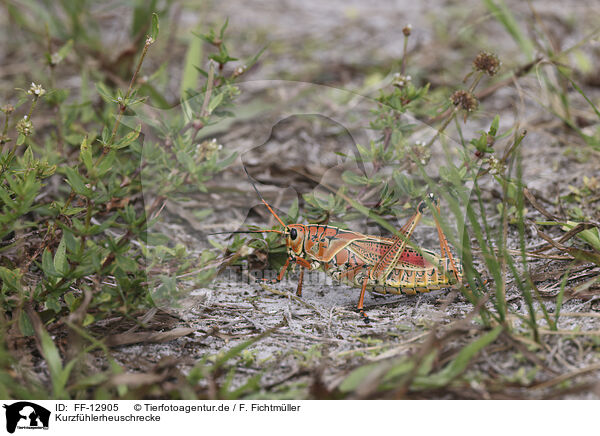 Kurzfhlerheuschrecke / grasshopper / FF-12905