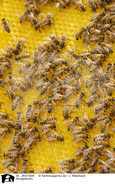 Honigbienen / JR-01808