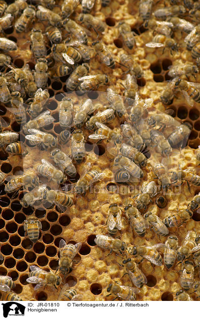 Honigbienen / JR-01810