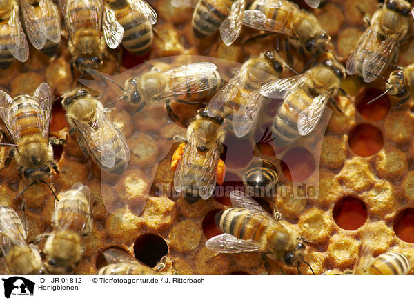 Honigbienen / JR-01812