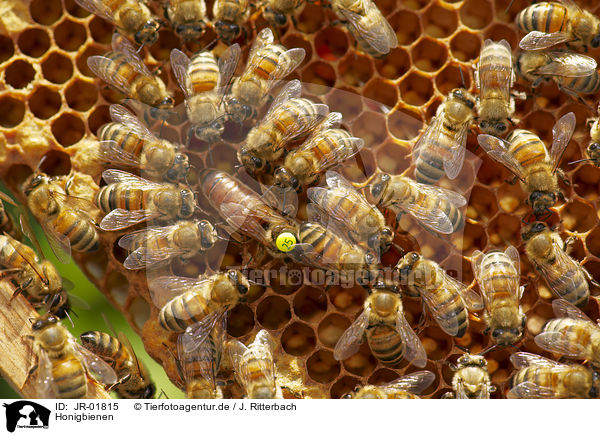 Honigbienen / JR-01815