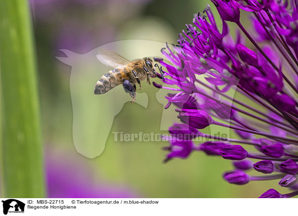fliegende Honigbiene / MBS-22715