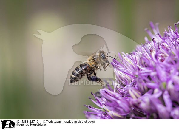 fliegende Honigbiene / MBS-22719