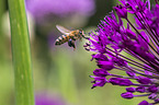 fliegende Honigbiene