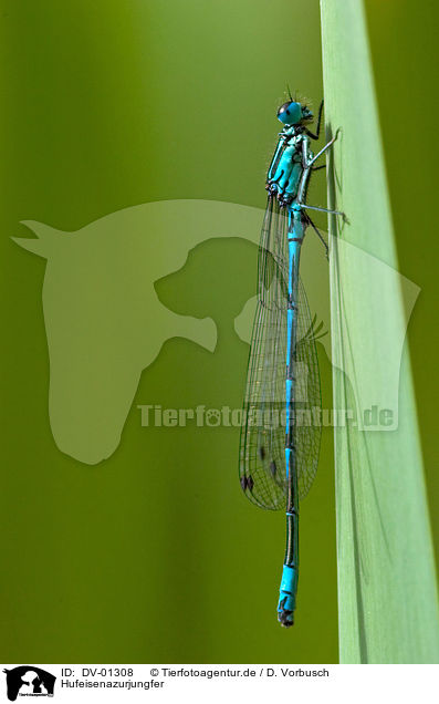 Hufeisenazurjungfer / dragonfly / DV-01308