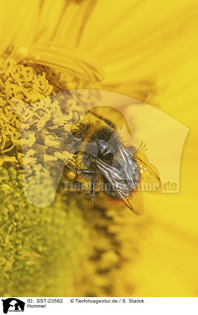 Hummel / bumblebee / SST-23582