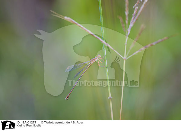 Kleine Pechlibelle / Scarce blue-tailed Damselfly / SA-01277