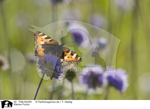 Kleiner Fuchs / small tortoiseshell butterfly / THA-04455