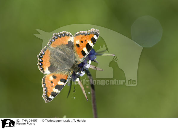 Kleiner Fuchs / small tortoiseshell butterfly / THA-04457