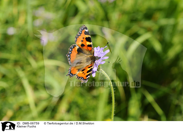 Kleiner Fuchs / small tortoiseshell butterfly / DMS-06759