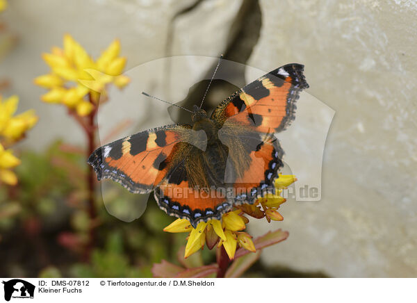 Kleiner Fuchs / small tortoiseshell butterfly / DMS-07812