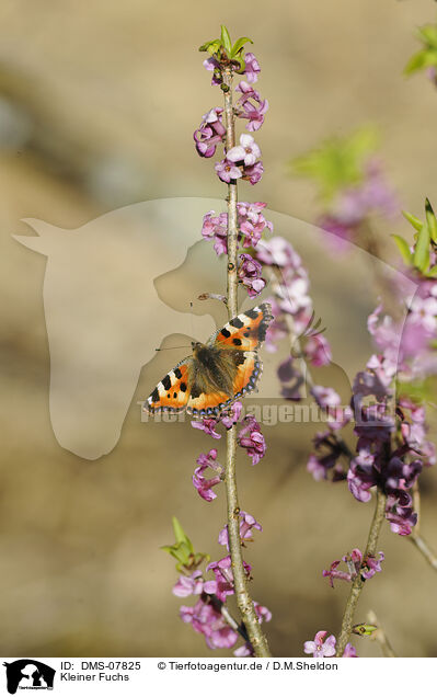 Kleiner Fuchs / small tortoiseshell butterfly / DMS-07825