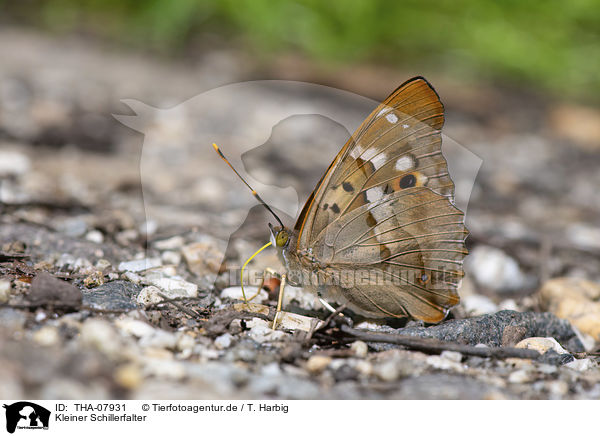 Kleiner Schillerfalter / lesser purple emperor / THA-07931