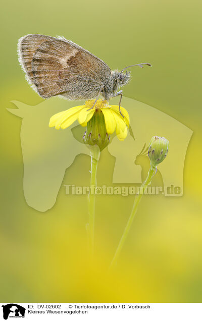 Kleines Wiesenvgelchen / small heath butterfly / DV-02602
