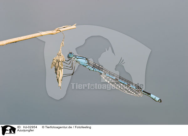 Azurjungfer / damselfly / HJ-02954