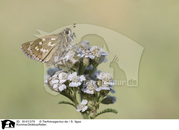 Komma-Dickkopffalter / Common Branded Skipper / SI-01379